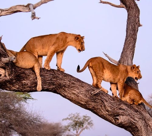 LAKE-MANYARA