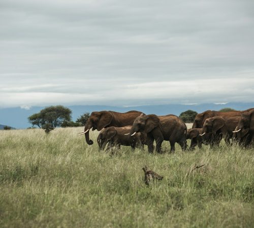 group of elephant in middle of grass field under cloudy sky