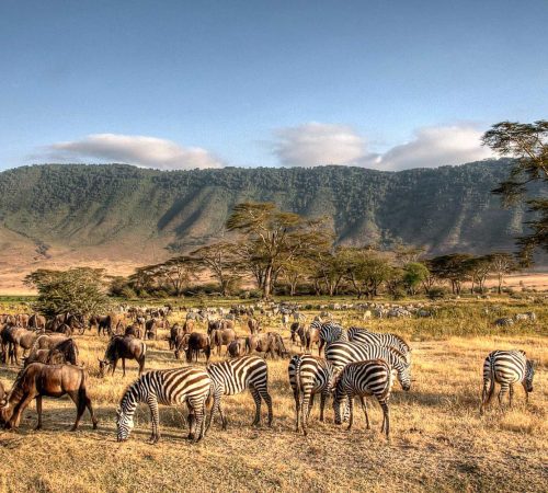 A vibrant scene in Ngorongoro Crater, Tanzania, showing a herd of zebras and wildebeests grazing on dry grass. Rolling mist-clad hills and scattered trees provide a picturesque backdrop under a clear blue sky, making it an ideal destination for mid-range safari Tanzania experiences.